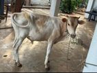 Male Cow