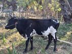 Male Cow