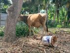 male cow