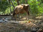 Male Cow