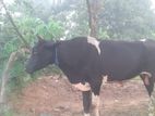 Male Cow