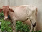 Male Cow
