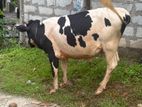 Male Cow