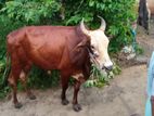 Male Cow