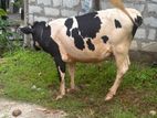 Male Cow