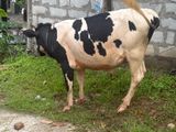 Male Cow