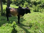 Male Cow