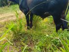 Male Cow