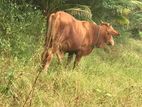 male cow
