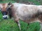 Male Cow