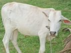 Male Cow