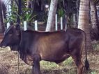 Male Cow