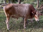 Male Cow