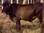 Male Cow