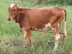 Male Cow