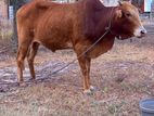 Male Cow