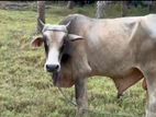 Male Cow