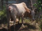 Male Cow