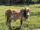 Male Cow