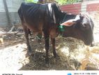 Male Cow
