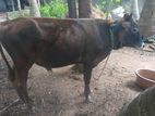 Jersey Male Cow