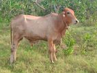 Male Cow