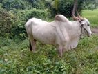 Male cow - කින්නියා (කරත්තයද සමග)