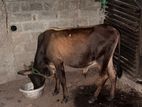 Male Cow