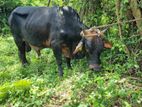 Male Cow