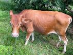 Male Cow (වැස්සා)