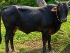 Male Cows Bulls