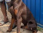 male doberman for crossing