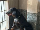 Male Doberman for Crossing