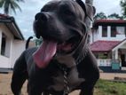 Male Dog for Breeding – A Buly