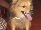 Pomeranian Dog for Crossing
