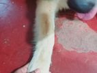 Male dog for crossing
