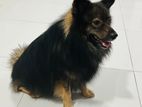 Lion Pomeranian Male Dog for Crossing