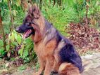 German Shepherd Dog