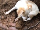 Dog for Kind Home