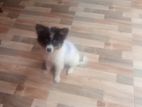 Pomeranian puppies