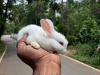 Male Rabbit