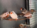 Male Finches