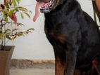 Rottweiler Male for Crossing