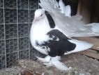 Pigeon