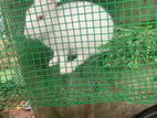 Rabbit