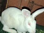 Male Rabbit