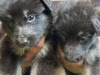 Male German Shepherd Puppies