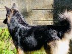 Male German Shepherd Dog for Crossing