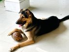 Male German Shepherd Dog for Crossing- Kelaniya