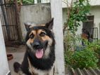 Male German Shepherd for Stud